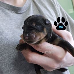 Gray - Black and mahogany Rottweiler puppy in Tangent, Oregon from Raya's Royals