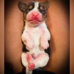 Green Girl - Scrambled - Blue tan and white female Beagle puppy in Grantsville, Maryland from Fable & Fern Beagles