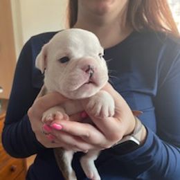 Boy 4 - Red brindle and white male Bulldog puppy in Tierra Verde, Florida from Destiny Kennel