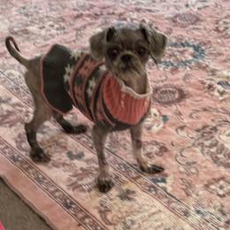 Sky - Silver female Shih Tzu puppy in Stafford, Virginia from Bayview Pups