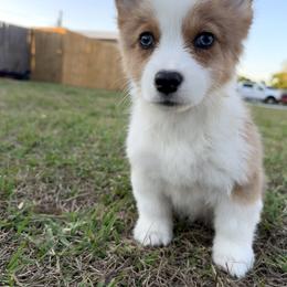 Pink girl - White and red female Pembroke Welsh Corgi puppy in Largo, Florida from Nauti Corgi’s