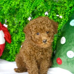 Elsa - Red  female Goldendoodle puppy in Brandon, Florida from Murphys Doodles