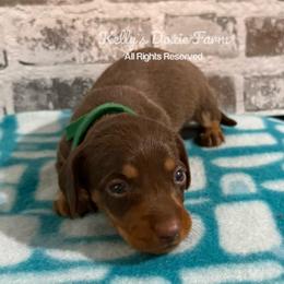 Chocolate and Tan Make Smooth Green Collar - Chocolate and tan male Dachshund puppy in Cleveland, Tennessee from Kelly's Doxie Farm
