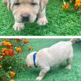 Blue - Labrador Retriever puppy from Ruff Roads Labradors