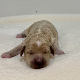 Sage - Apricot female Goldendoodle puppy in Kenansville, North Carolina from J+A Family Doodles