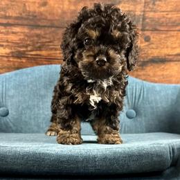 Winnie - Black white and tan female Cockapoo puppy in Lancaster, Missouri from Cavapoo Acres