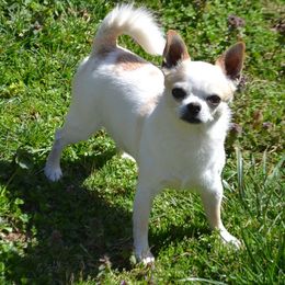Chihuahua All Grown Up from Schroeder Chihuahuas