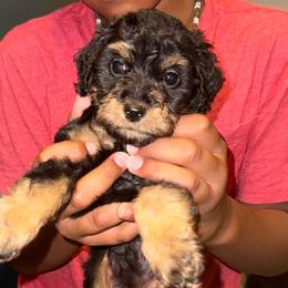 Girl 1 - Black and tan female Schnoodle puppy in Rancho Cordova, California from Snickerdoodle Doodles