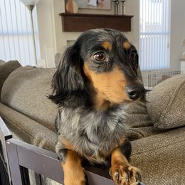 Willow - Dachshund
