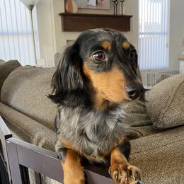 Willow - Dachshund