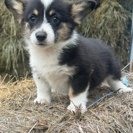 Vega - Black and tan female Pembroke Welsh Corgi puppy in Derby, Iowa from NHC Kennels