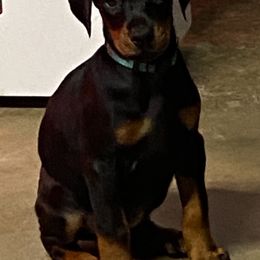 Doberman Pinscher and Labrador Retriever Puppies from Mississippi K9 Kennel