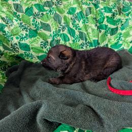 Red - Sable male German Shepherd puppy in Motley, Minnesota from Von Thomson Haus