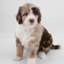Australian Mountain Doodle Puppies from Brick House Farm Doodles