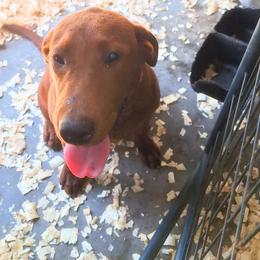 GUARDIAN - Grit - Yellow male Labrador Retriever puppy in Morrilton, Arkansas from Ancient Dogges Performance Dogs
