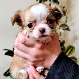Isabel - Gold and white female Chihuahua puppy in Downey, Idaho from Seven Diamond Chihuahua's
