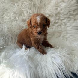 Chase - Red  male Poodle puppy in Kissimmee, Florida from Poodles Are Mixy