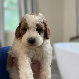 Shadow - Parti female Goldendoodle puppy in Jacksonville, Florida from Dandelion Doodles