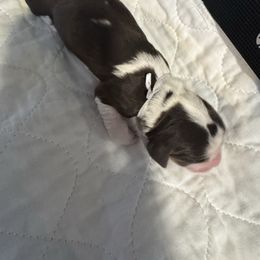 White collar - Liver white and tan male English Springer Spaniel puppy in Elma, Washington from McCartney Springer’s