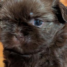 Chocolate Girl - Liver female Shih Tzu puppy in Surry, Maine from McKayla Hairston