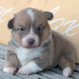 Pembroke Welsh Corgi puppies from Oaken Ridge Corgis