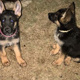 German Shepherd Puppies from Pridelands