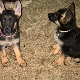 German Shepherd Puppies from Pridelands