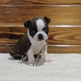 Cinderella - Brindle and white female Boston Terrier puppy in Lead Hill, Arkansas from Bull Shoals Bostons