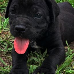 Cane Corso Puppies from Caneolina Corso Kennel