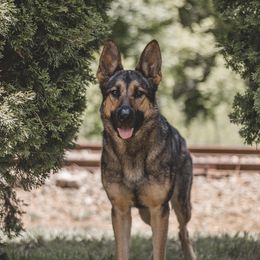 Journey - German Shepherd