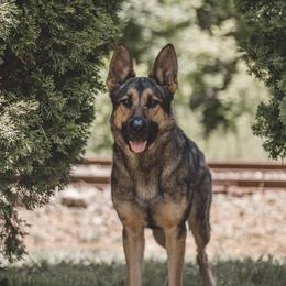 Journey - German Shepherd