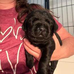 Ruby - Black female Labrador Retriever puppy in Rock Hill, South Carolina from North Star Retrievers