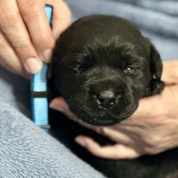 Blue Collar - Black female Labrador Retriever puppy in Ocala, Florida from SoFlo Labradors