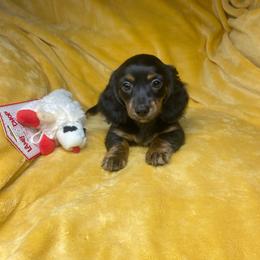 Meike - Black and tan female Dachshund puppy in Richmond, Virginia from Paw Prints