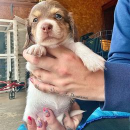 Girl 1 - Piebald female Dachshund puppy in West Cleo, Oklahoma from 4L Doxies