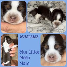 Moon - Liver white and roan male English Springer Spaniel puppy in Billings, Montana from M&M Fuzzy Bottom Friends