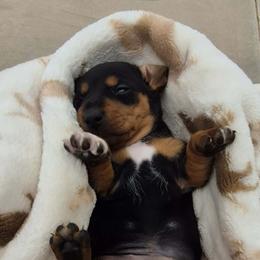 Dachshund Puppies from The Dachshund Den