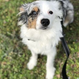 Blu - Miniature Australian Shepherd