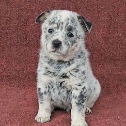 Bottle 'Rocket' - Blue mottled male Australian Cattle Dog puppy in China Grove, North Carolina from Indigojos Australian Cattle Dogs
