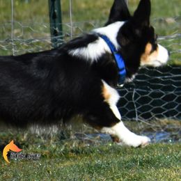 Pembroke Welsh Corgi All Grown Up from Broken Arrow Corgis