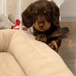 Dachshund Puppies from Andrea Swayne