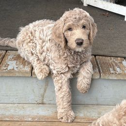 Larry - Cream male Goldendoodle puppy in Indiana, Pennsylvania from Kathy's Doodles