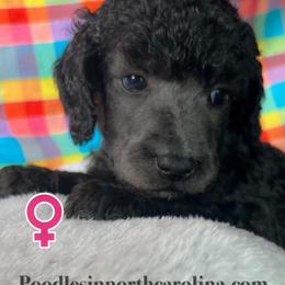 Clover - Silver female Poodle puppy in Greenville, North Carolina from Grace Poodles