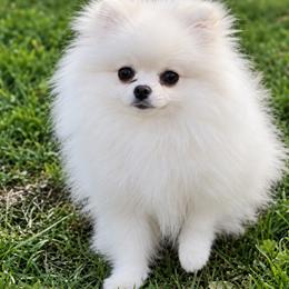 Tofu - Pomeranian