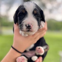 Stars - Tri-color female Bernedoodle puppy in Kansas City, Missouri from Beary GoldenDoodles