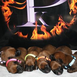 Belgian Malinois Puppies from Pyrex Kennels