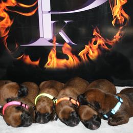 Belgian Malinois Puppies from Pyrex Kennels