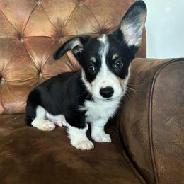 CONWAY - Black and tan male Pembroke Welsh Corgi puppy in Ritzville, Washington from Sapphire Iris Corgis