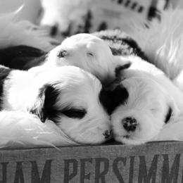 Old English Sheepdog Puppies from Ridgeruns OES