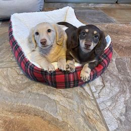 Dachshund Puppies from MK Minidox